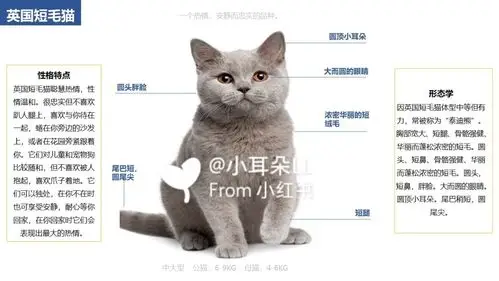 英国短毛猫的特点入门