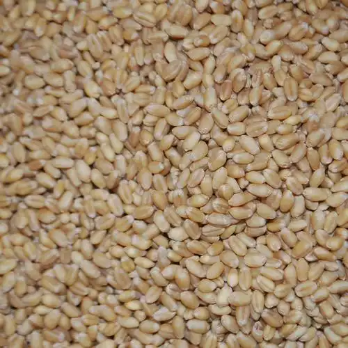 大量生产供应 大麦芽 价格合理 优质麦芽 可入药 优质大麦.