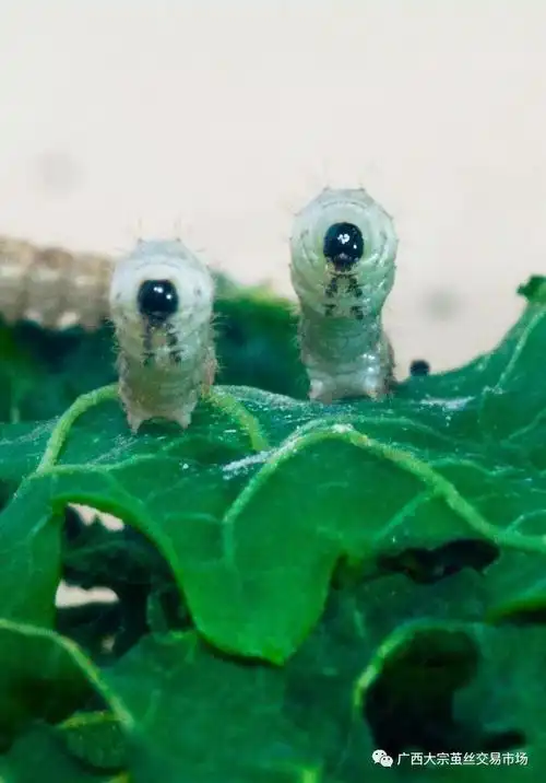 中农茧丝预祝"蚕宝宝"六一儿童节快乐!(摄影大赏)