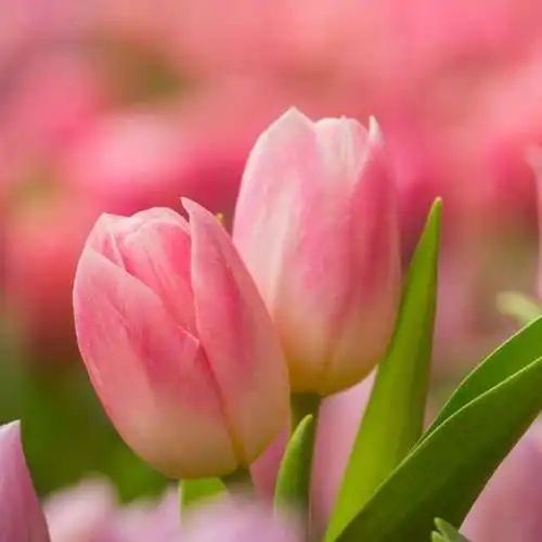 百合花148472663头像