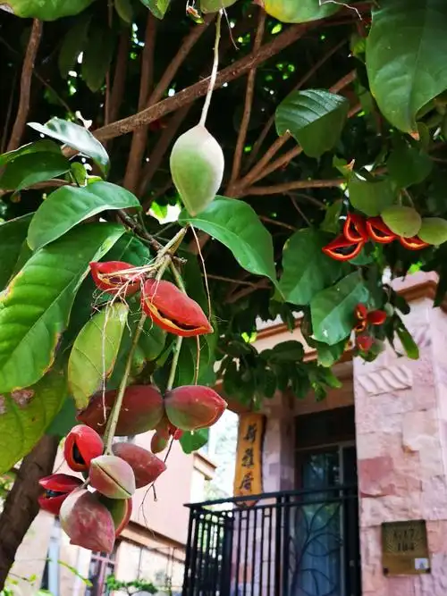 大暑喜收获凤眼果