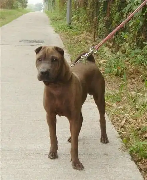 中国霸气的土狗骨嘴沙皮丝毫不逊色于国外猛犬却无人所知