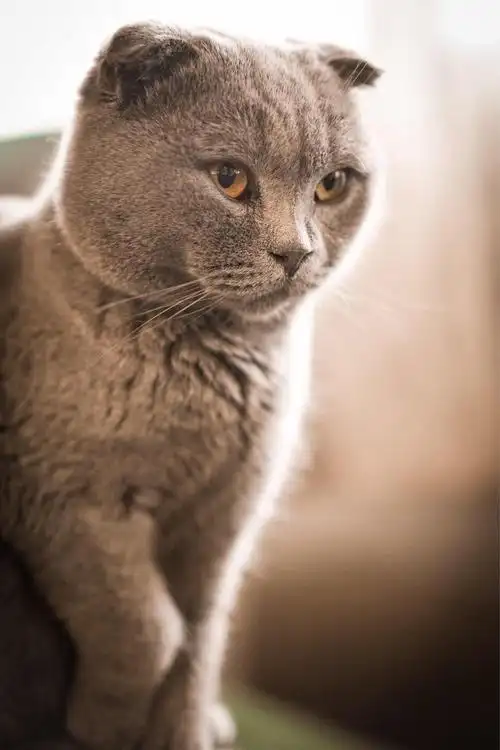 广州flower  tall  花言草语咖啡店里的一直英国短毛折耳猫?