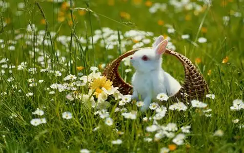 好看兔子清晰图集_生活中的兔子_可爱图片_精品库