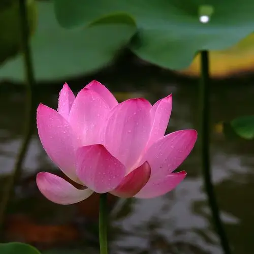 水上雨中拍荷花.