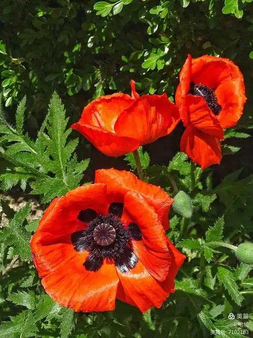 有毒的美丽的罂粟花