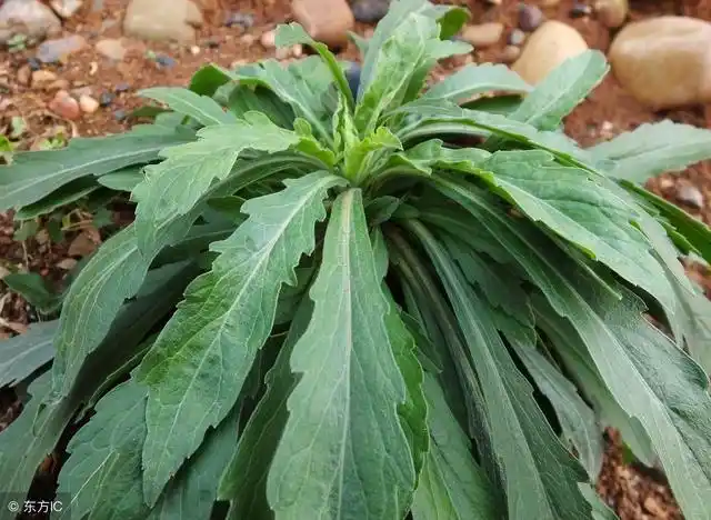 这种在荒地上很常见的野草