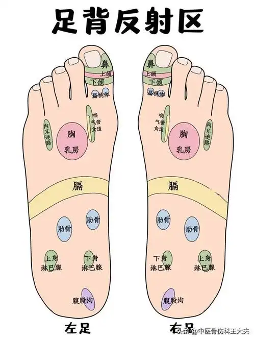 足底反射区对照解析,建议收藏!