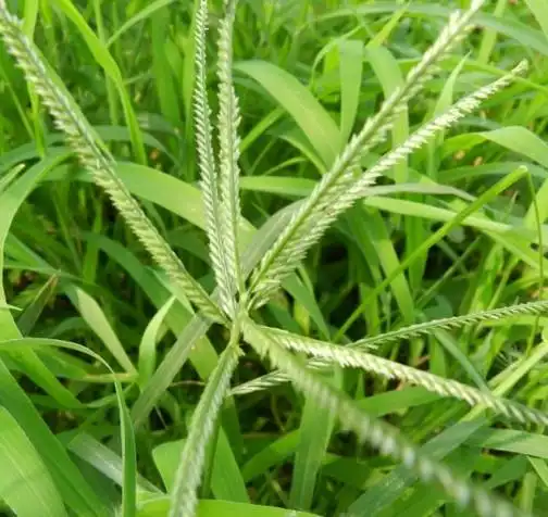 散瘀止血,清热解毒别名:千金草,路边草,万斤草,千人拔,穆子草,牛顿草