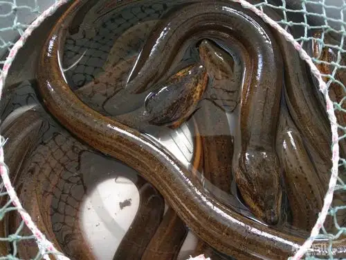 野生长鱼 - 闲置转让 - 梦溪论坛 镇江,时事,招聘