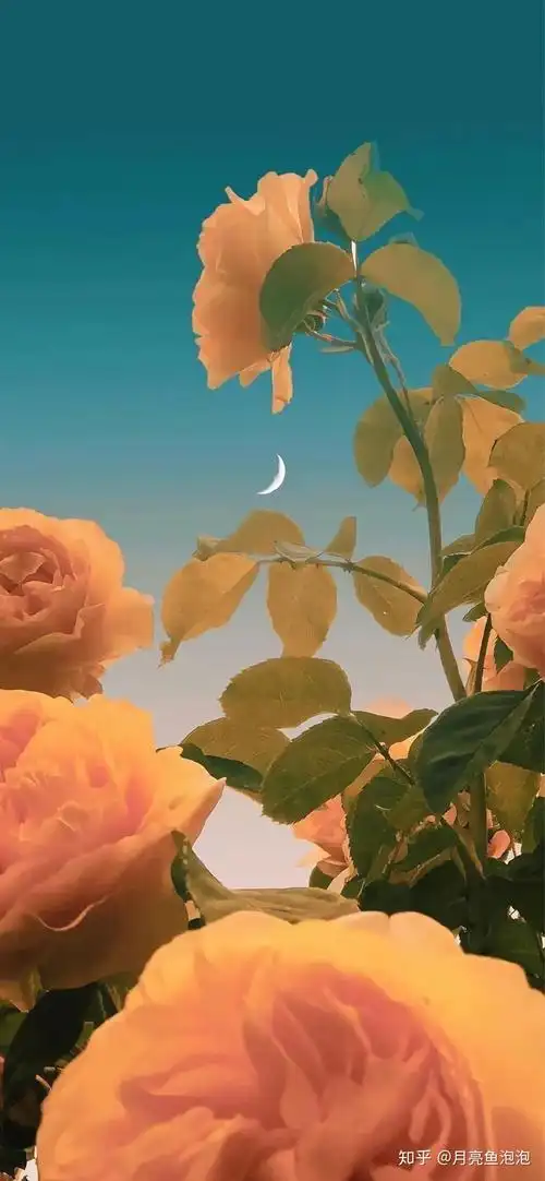 谁有意境的文艺壁纸 手机的 我只想白瓢各位?