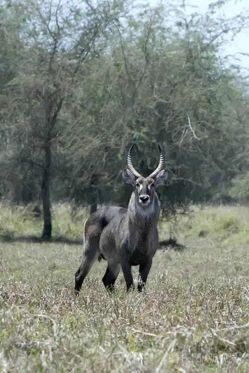 非洲大羚羊, 捻角羚 ellipsiprymnus, 是一个大羚羊, 戈龙戈萨国家