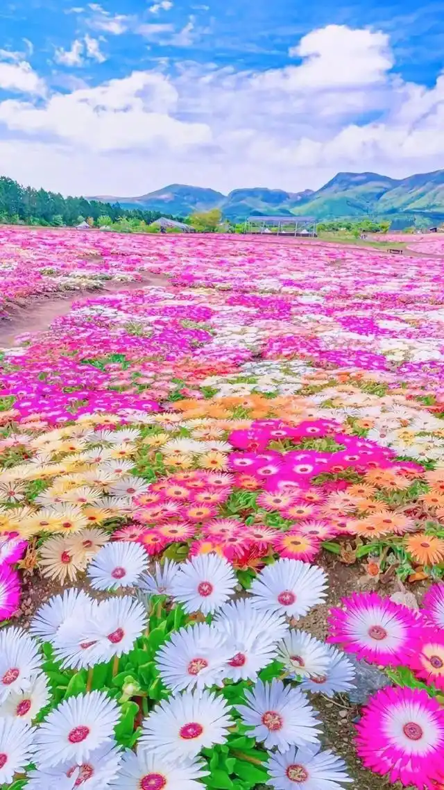 碧水蓝天,花花草草,天然风光,迷人的风景图片欣赏