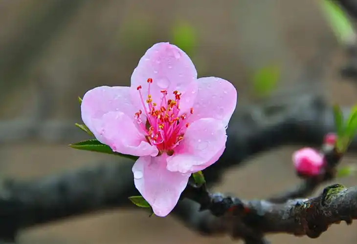 【桃花摄影图片】生活摄影_太平洋电脑网摄影部落