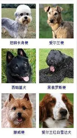 再也不用担心叫不出宠物狗的品种名称了