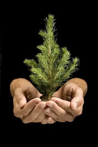 手,一个人,捧,竖图,室内,特写,白天,正面,松树,欧洲,欧洲人,双手,仅一