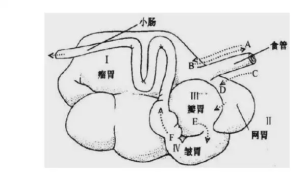 牛真正的胃是什么叫什么