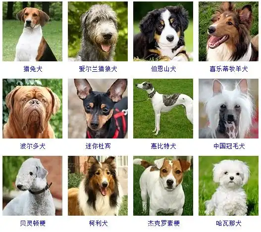狗狗品种大全看看你认识几种