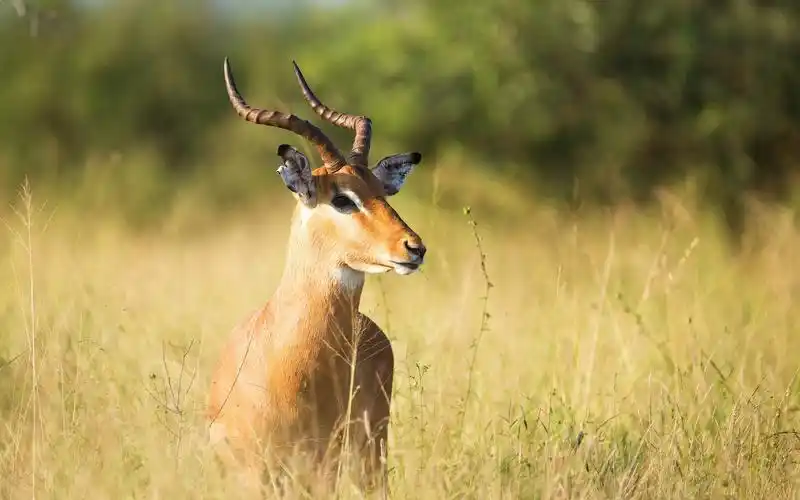 草原上的棕色羚羊720x1280分辨率下载,草原上的棕色羚羊,图片,壁纸