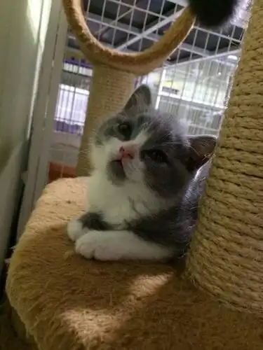 我这只小蓝白英短长大狗能变这样吗?