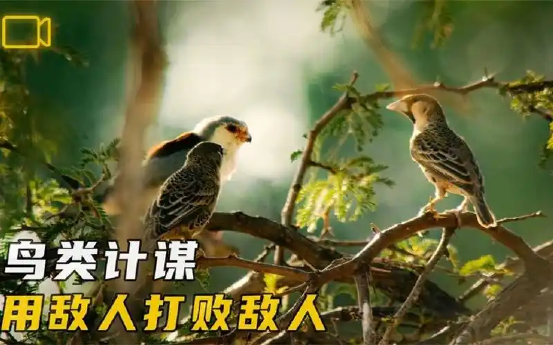 鸟类的谋略:与天敌同居,用敌人打败敌人!