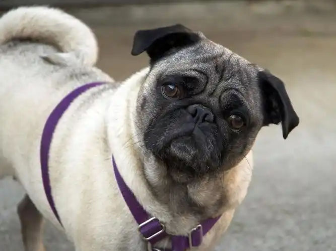 可爱哈巴狗壁纸壁纸