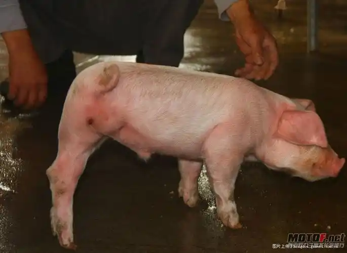 三只脚的猪你见过吗转载