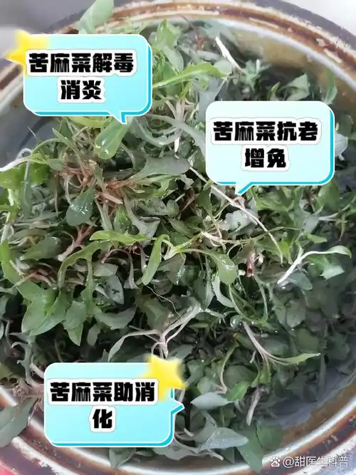 苦麻菜的功效与作用