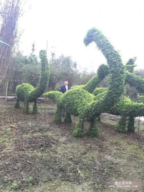 各种造型树