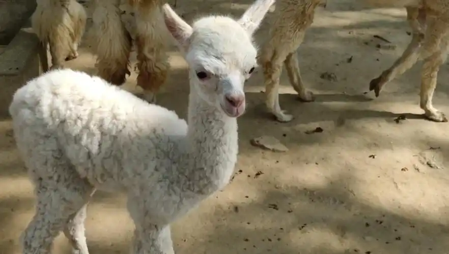 宿迁动物园的羊驼馆里来了个新朋友!