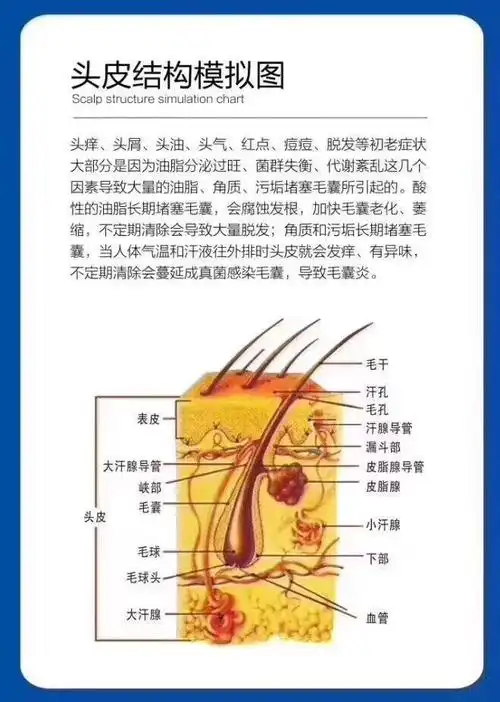 我们要先了解头皮与头发的组织结构,由内而外深层剖析问题根源