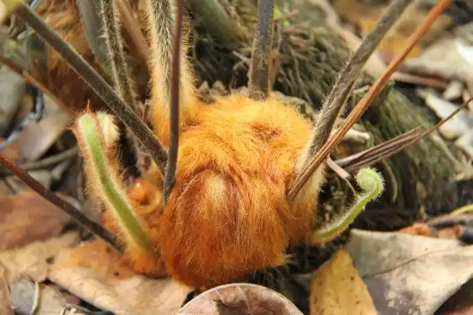 农村这种野草叫"金狗毛",金毛能止血,一斤300非常稀罕