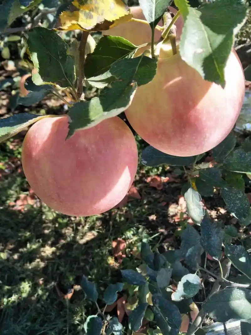 乔纳金苹果#新鲜采摘 #有想吃的吗 #新鲜应季水果 - 抖音