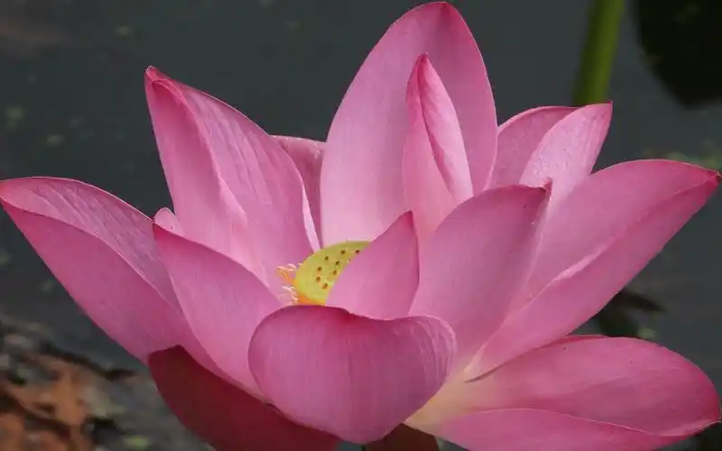 2021年8月17日颐和园赏荷