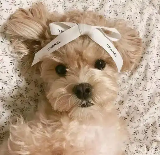 狗狗头像|人世间有百媚千红,唯独你是我情之所钟