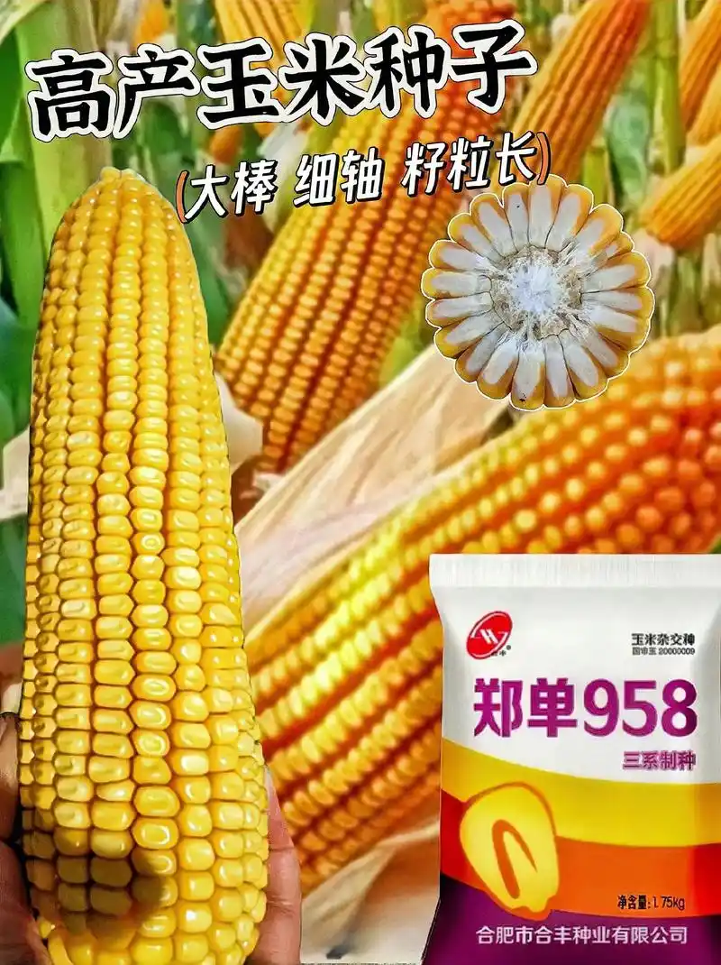 郑单958玉米种籽.#图文伙伴计划2024 郑单958国审早 - 抖音