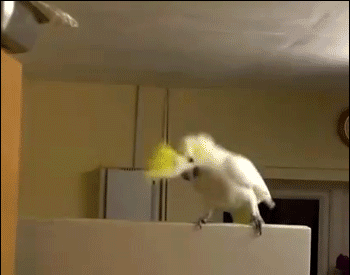 猪一样贪吃,但是我不是猪,我是只豚鼠啦~ 哎,看着自家这些沙雕宠物们