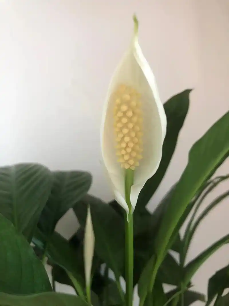 养了三个月的一帆风顺,开了六朵小花,最大的一朵已经开花55天 - 抖音