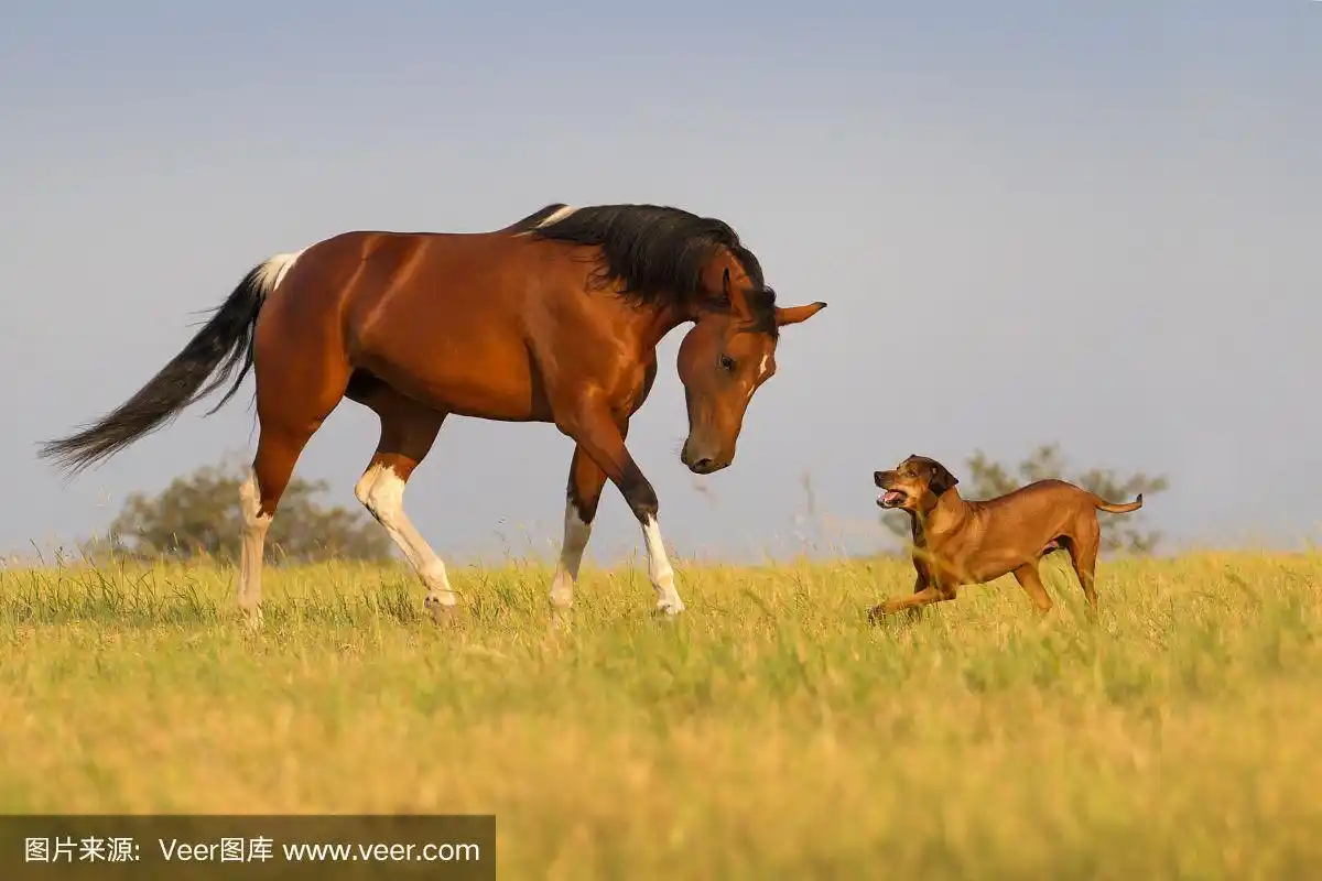 马和狗一起跑
