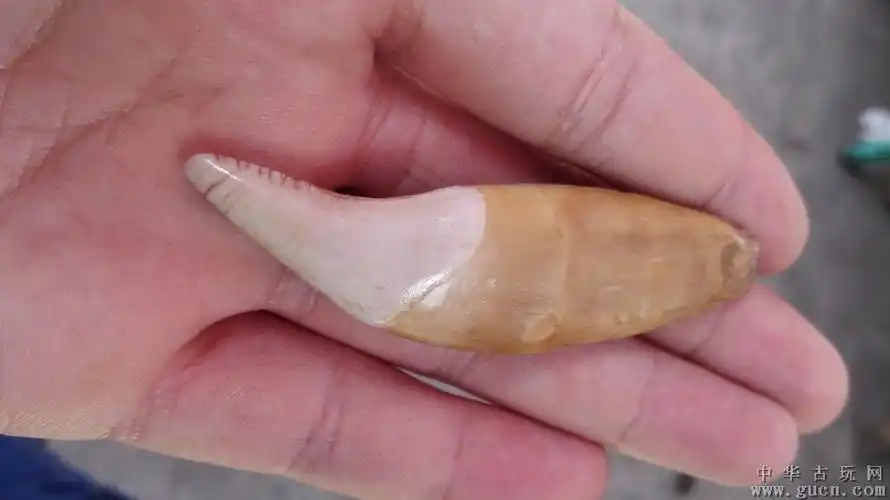 极品【完美】大个【熊牙】一枚