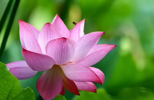 来生愿做一朵莲