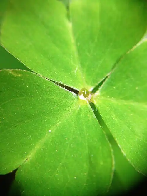 四叶草遇上小水珠.