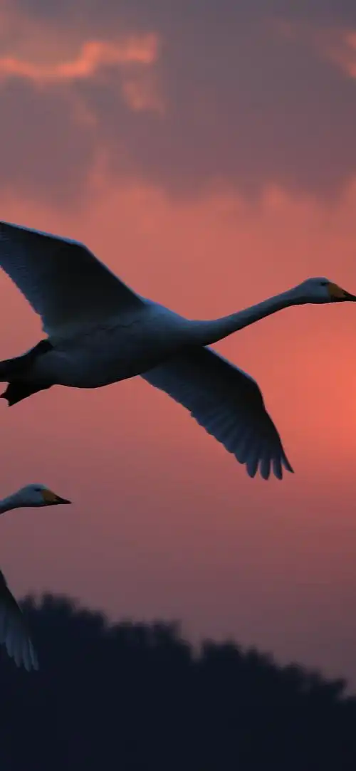 白色天鹅飞行,日落,天空 4k