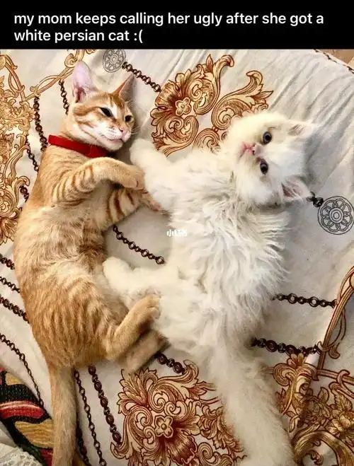 看看reddit下面网友的评论你们觉得橘猫好看还是白色波斯串串好看91