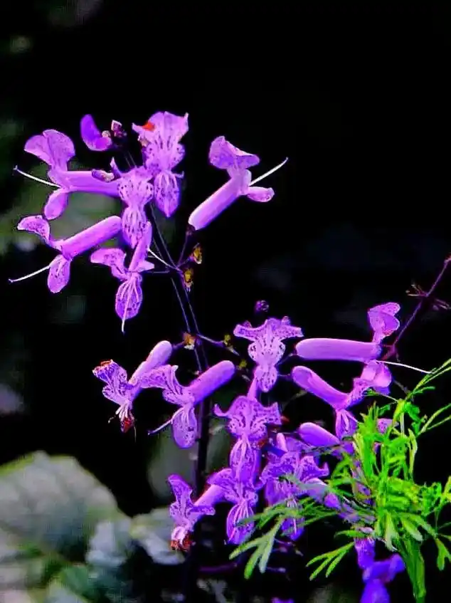 香茶菜,又称为山薄荷.#上热门话题979797#瞬间明白了美 - 抖音