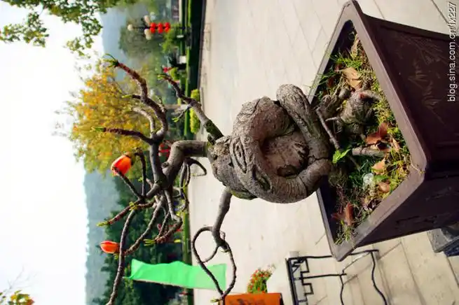 木棉树盆景花此木棉树盆景已有十余年的树龄,今年更是春风得意,含苞待