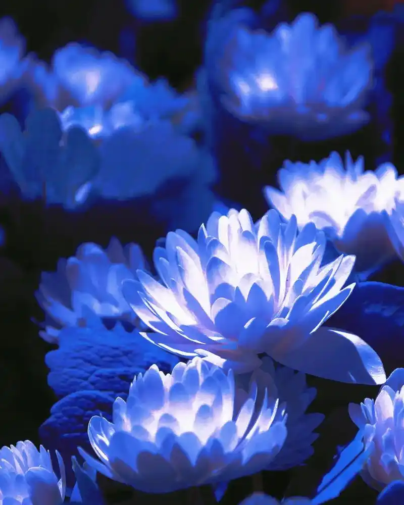 这片发光荷花被施了魔法,被艾特的人,一定嘎嘎漂亮,嘎嘎幸运, - 抖音