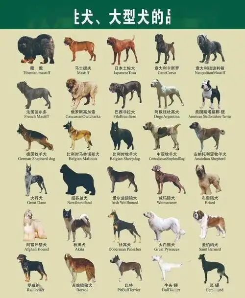 江北新区养犬人,这里有你想知道的