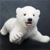 稀有北极熊微信头像【点击鼠标右键下载】