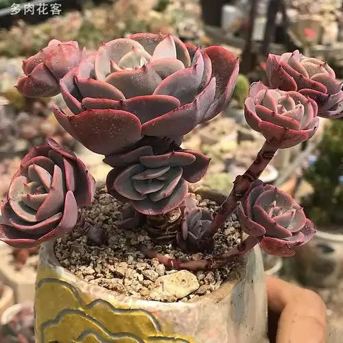 漂亮多肉植物系列红粉台阁漂亮多肉老桩就是这样